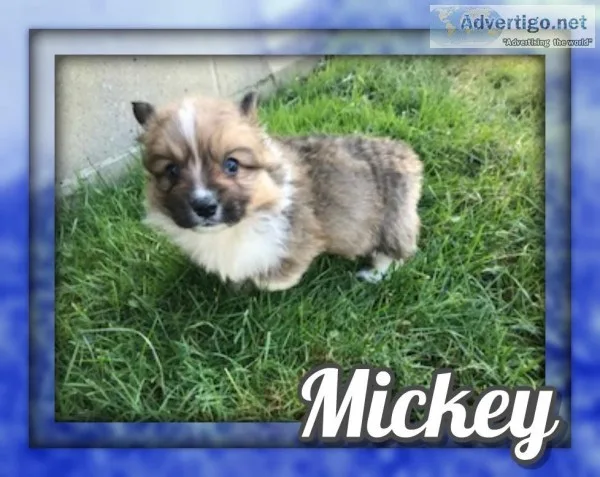 Mickey ACA Male Corgi