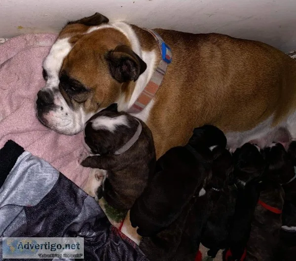 Pitbull bulldog bully mix