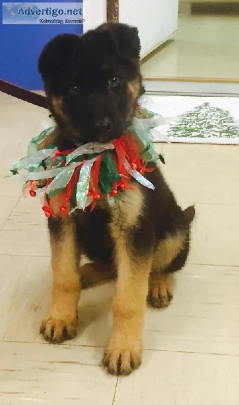 German Shepherd Puppies