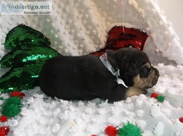 DAXLINE PRIMO BLACK TRI MALE PUPPY