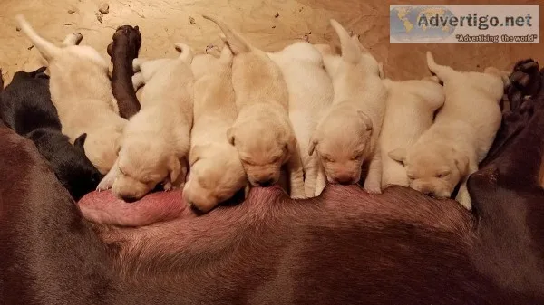Yellow Labs