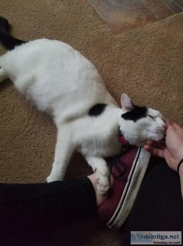 Sweet Rosie needs a home