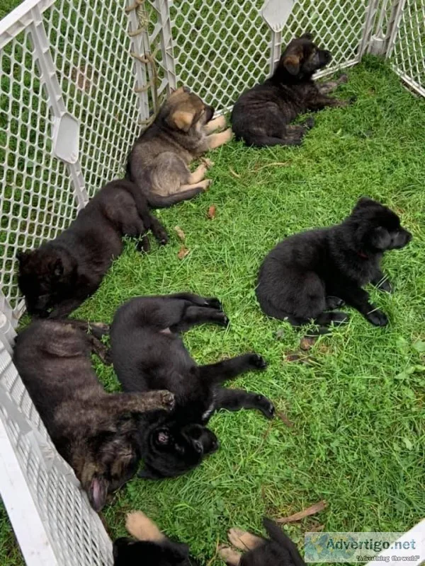 AKC German Shepherds