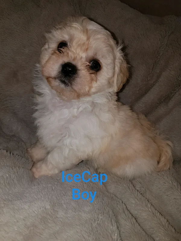 Shions (Bichon Shih tzu)