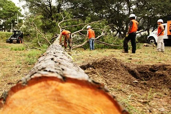 stump grinding service