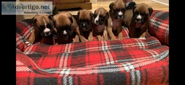 6 KC REGISTERED PUPS FOR SALE