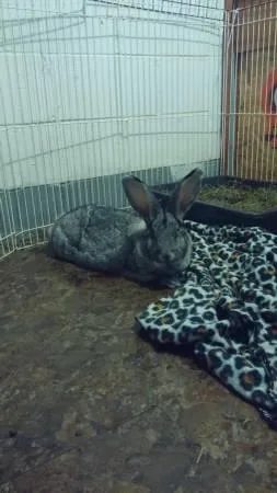 Giant Rabbit and rex mix