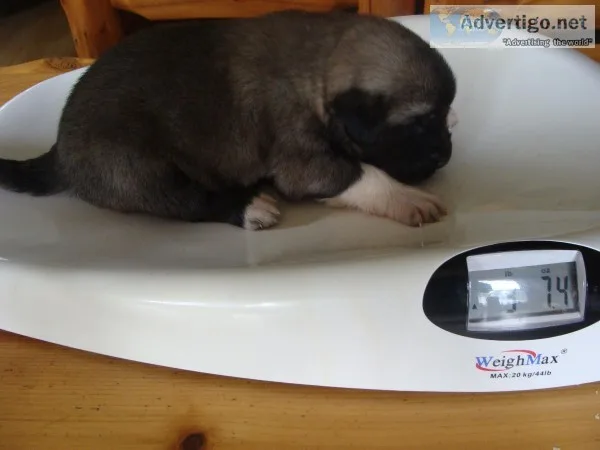 GIANT BREED PUPPIES