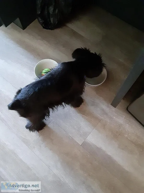 Miniature Schnauzer