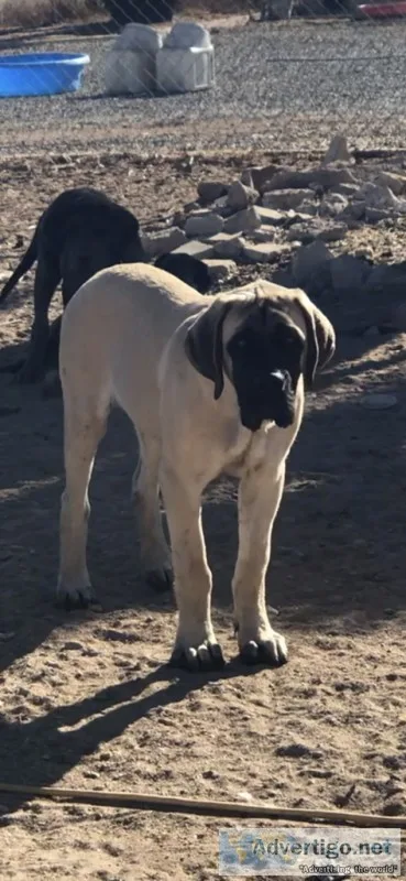 English Mastiff pup