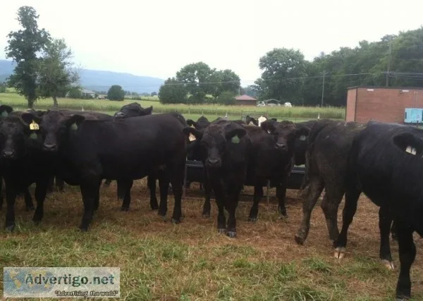 Registered Simmental Heifers