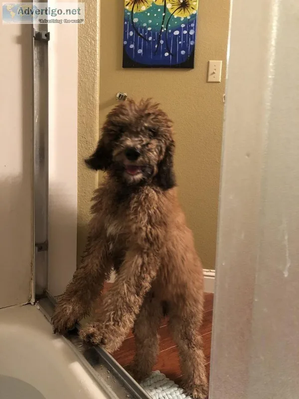 Purebred standard poodle