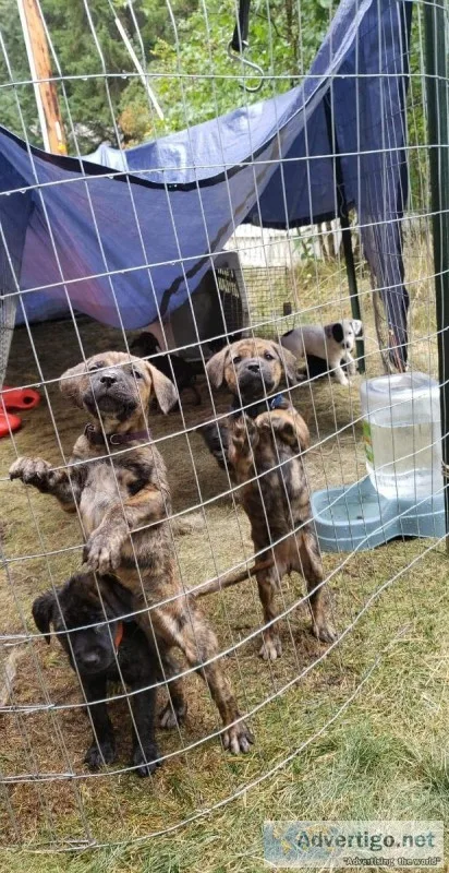 Puppies born 7.14.19
