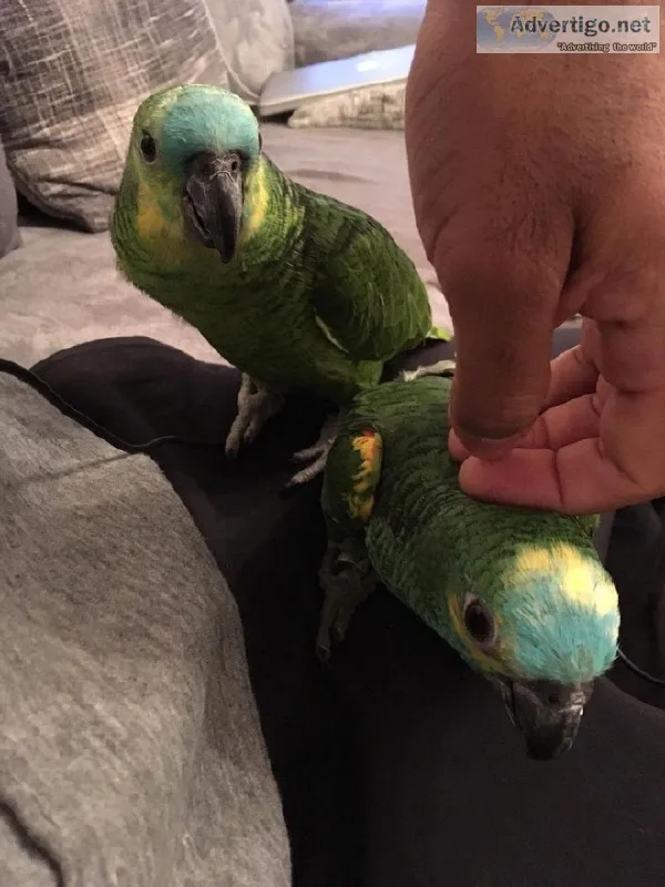 __Blue Fronted Amazon Parrots__(Adoption)