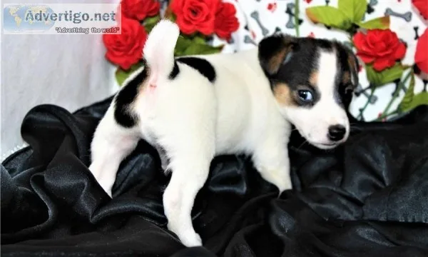 Jack Russell Puppies 4697164916