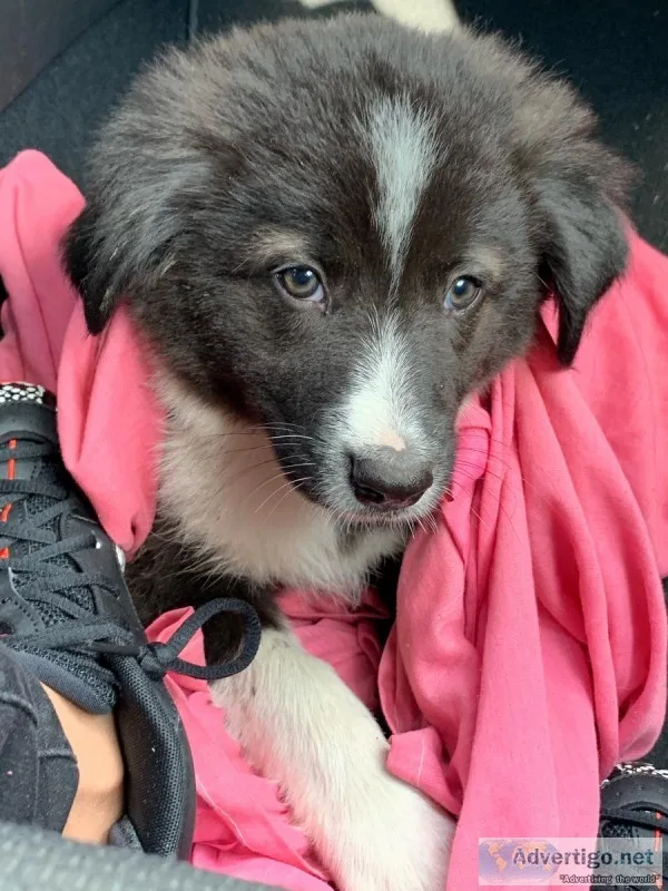 Puppy for sale