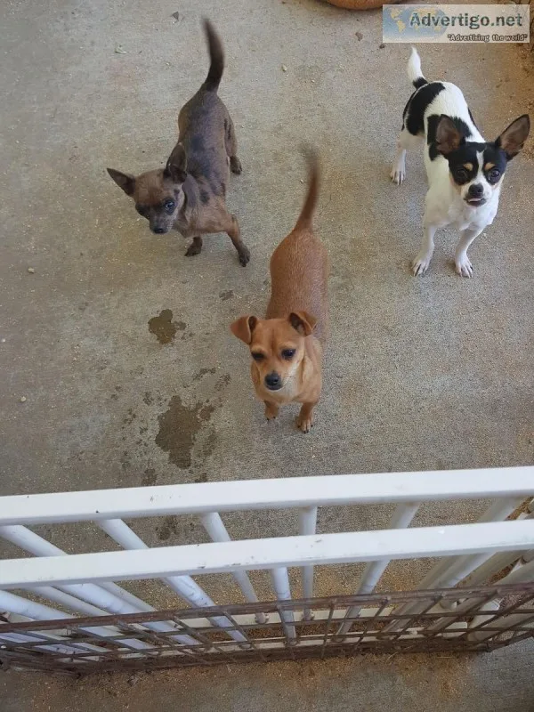Young adult female Chihuahuas