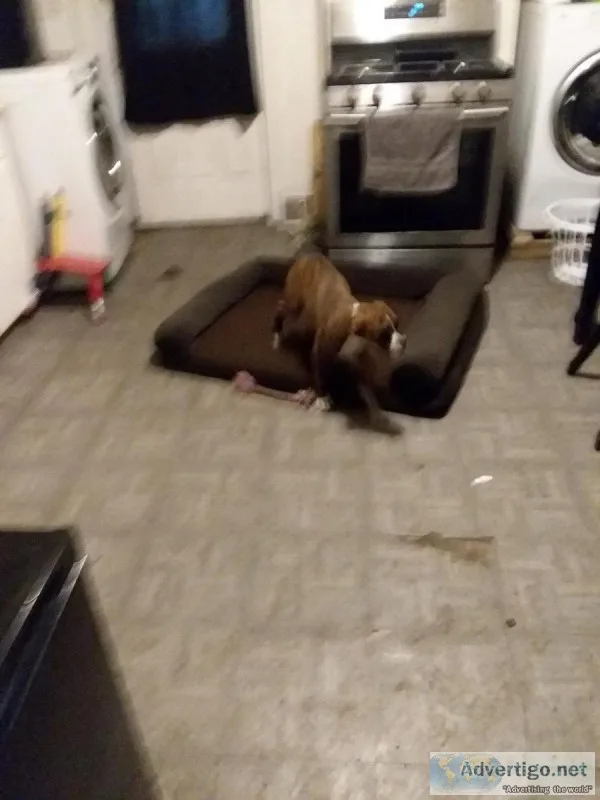 Boxer puppies