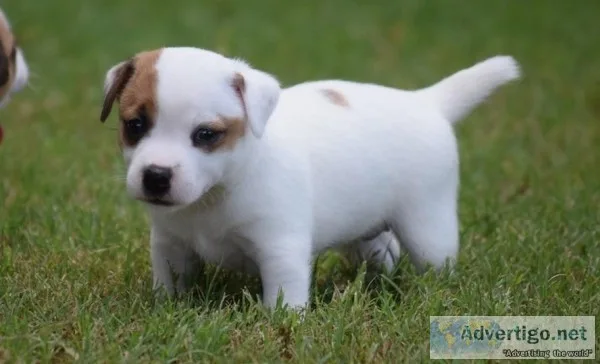Jack Russell Puppies 4697164916