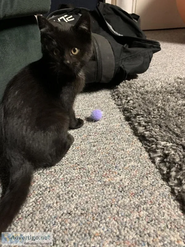 3 month old kitten
