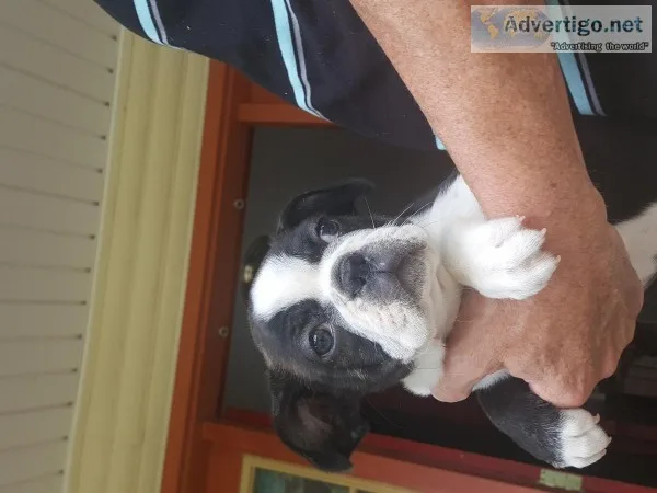 10 week old Boston Terrier male