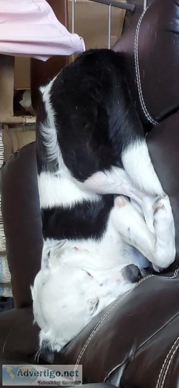 Border Collie For Adoption