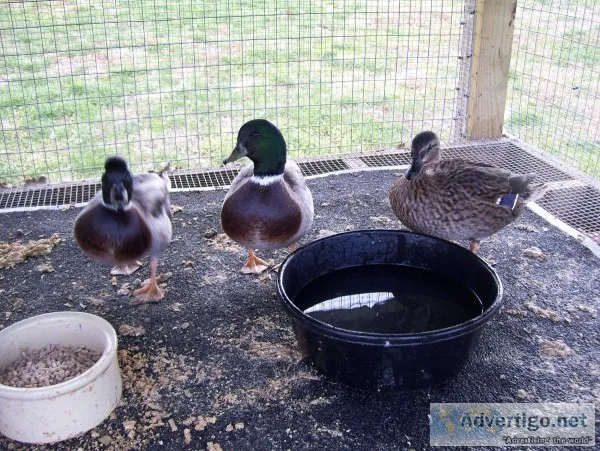 3 CALL DUCKS (1 HEN and 2 DRAKES)