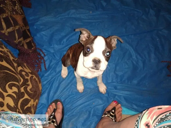 Boston Terrier males puppies AKC