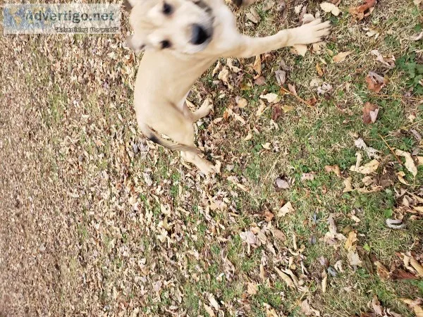 Daniff puppies for sale