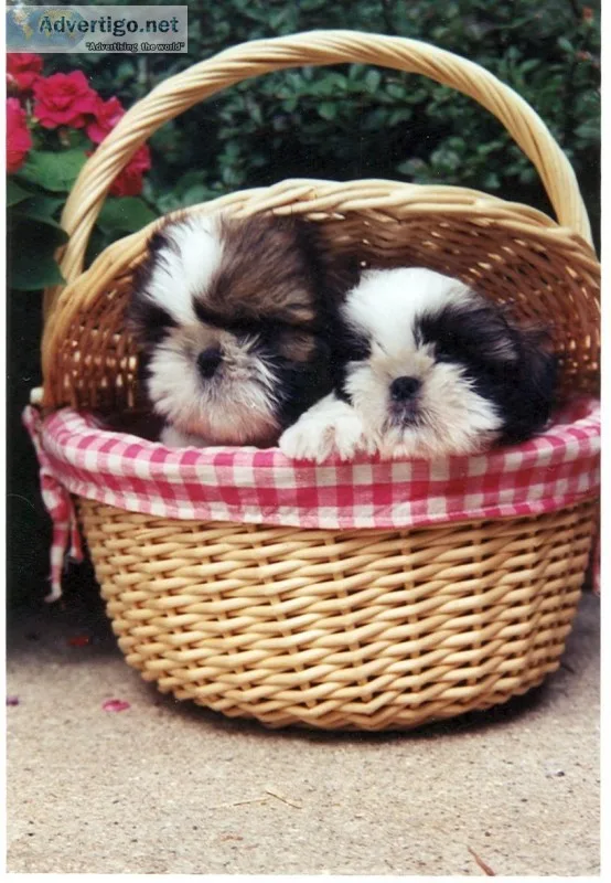 Show quality import pedigree shih tzu female puppy available