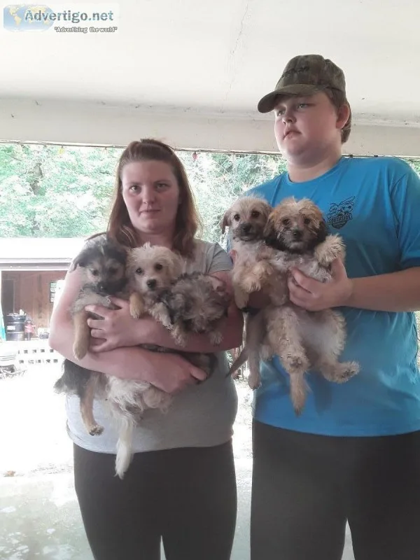Yorkie-poos