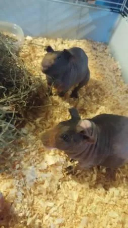 Skinny Pigs Complete Setup