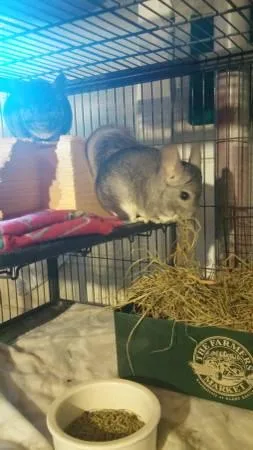 Chinchillas with setup