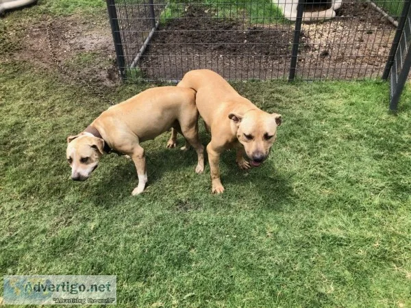 Barracuda pitbull puppies abda