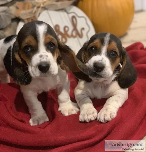 Basset Hound Puppies