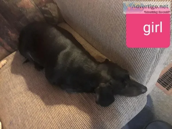 Standard dachshunds