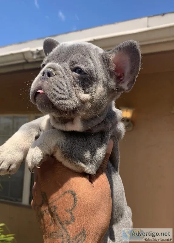 Lilac and tan French bulldog puppies