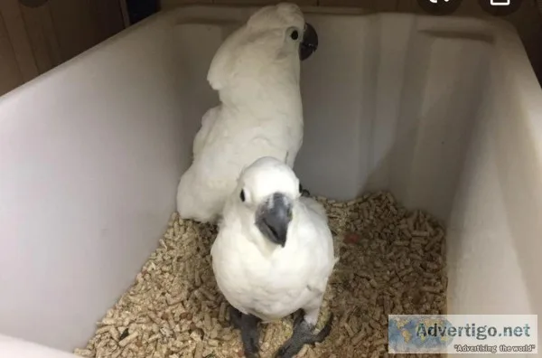 ___Cockatoo Birds___(Rehoming)__ ___