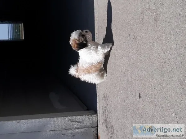 Adorable 3 month teacup designer dog