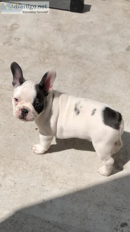 French bulldogs
