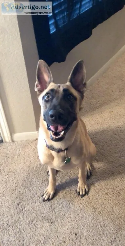 German ShepardBelgian Malinois mix AdoptionRehoming
