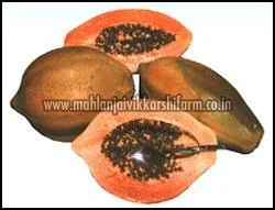 Red Lady Papaya Seeds Wholesale Supplier