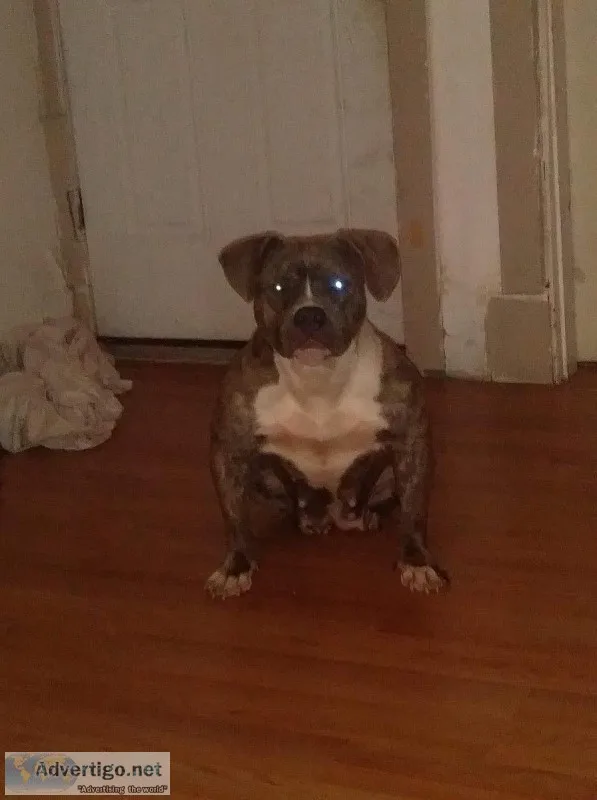 Female bully needs a forever home