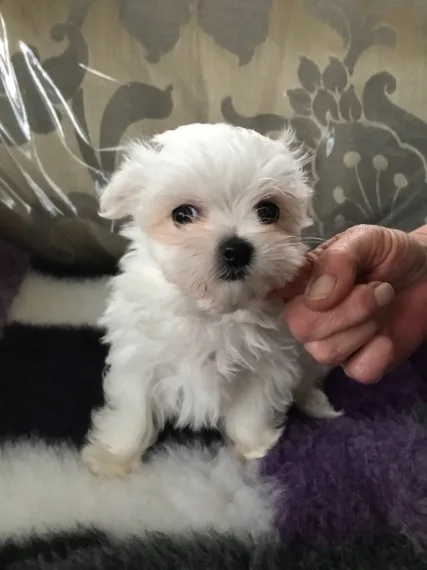 Male and female maltese puppies 