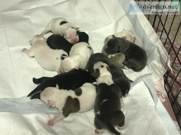 Blue nose pit old English Bulldog cross