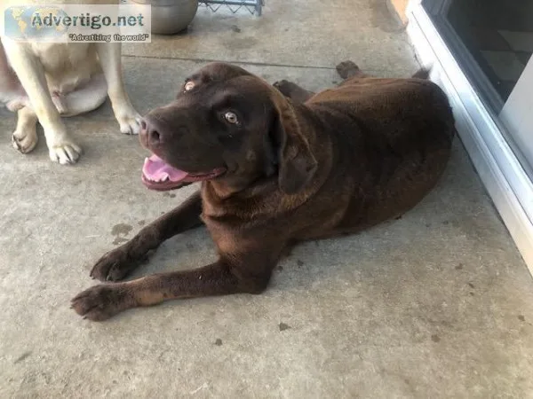 akc labrador