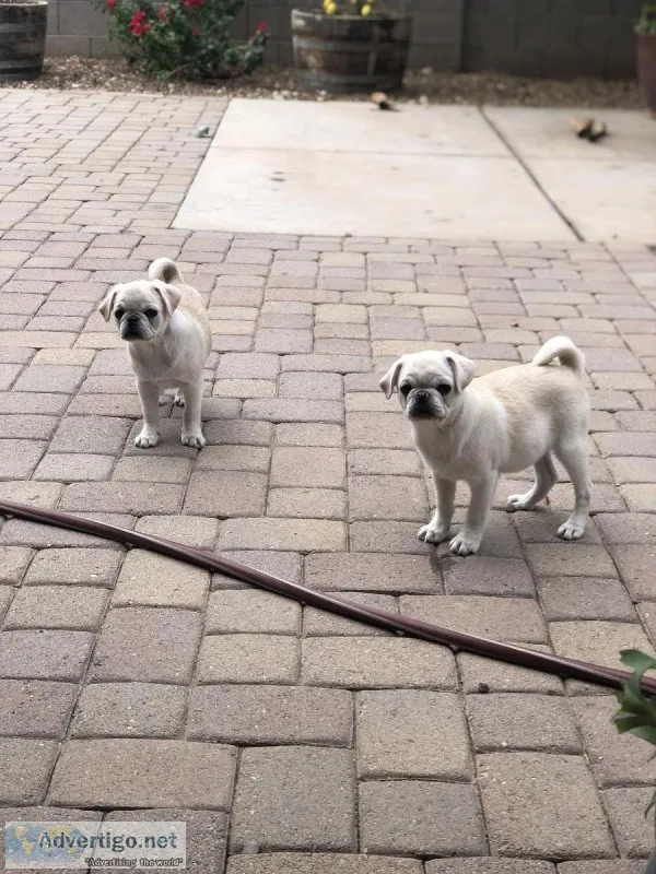 Akc white and chinchilla colored pugs