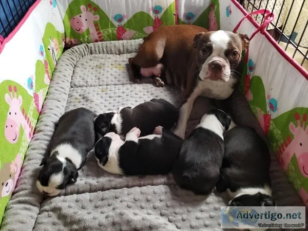 Boston Terrier Puppies