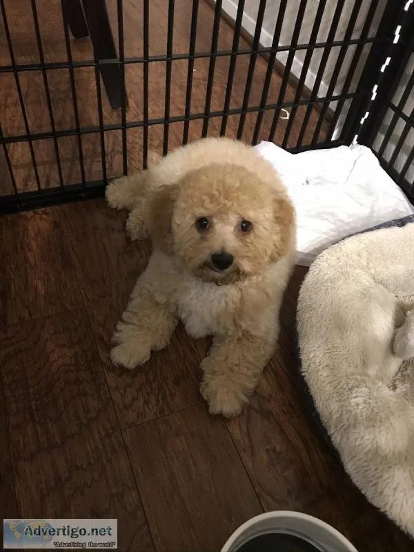 3 month old cockapoo