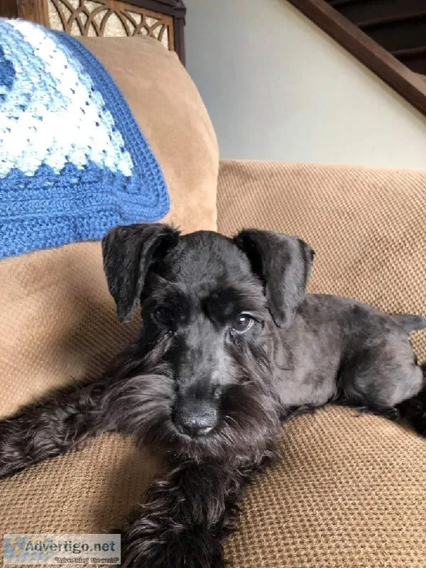 AKC Miniature Schnauzer Puppies for sale